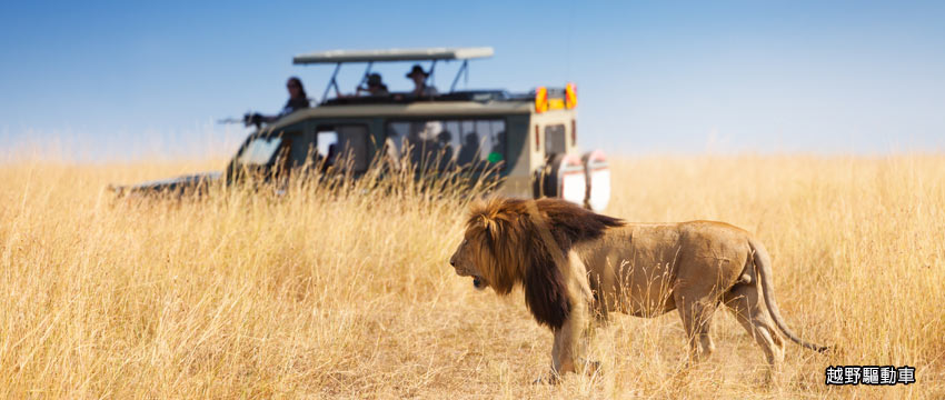 野生動物獵遊之旅